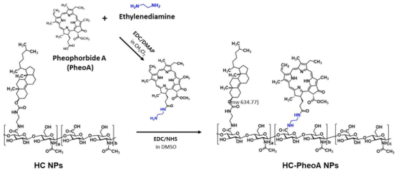 Synthetic process of HC-PheoA NPs (Hyaluronic acid/cholesterol-pheophorbide A conjugated nanoparticles