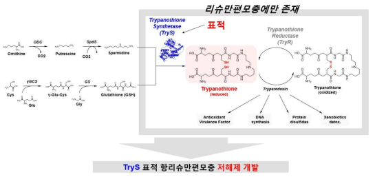 리슈만편모충의 Trypanothione 생합성 pathway와 본 과제에서 제안하는 신약개발 표적 TryS 단백질
