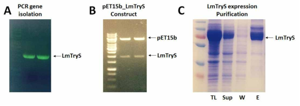 TryS 단백질 확보 과정 (A) PCR을 통한 LmTryS 유전자 isolation (B) cloning을 통한 construct 검증 (C) 이종발현을 통한 LmTryS 단백질 발현 및 정제