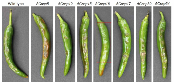 C. scovillei wild-type KC05와 유전자 결손돌연변이체들의 고추 과실 감염