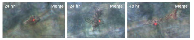 형광현미경(flourescent microscopy)를 통한 CsSP16 단백질의 위치분석