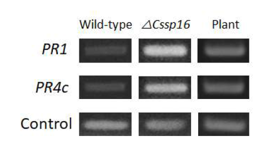 pathogenesis-related(PR) 단백질 PR1과 PR4c를 코딩하는 유전자의 RT-PCR