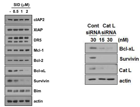 카텝신 L활성 및 발현 억제에 따른 Bcl-xL과 survivin 발현 조절