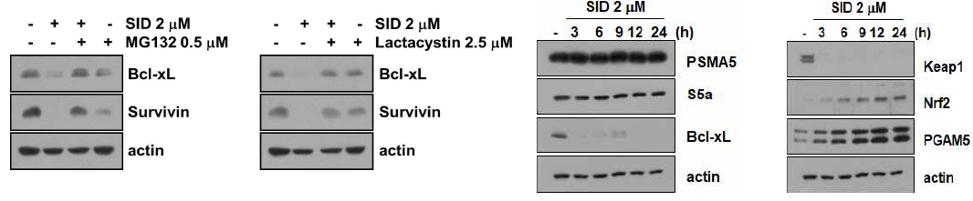 카텝신 L활성억제제에 의한 Bcl-xL, survivin의 단백질 안정화 및 관련 proteasome단백질 발현 확인