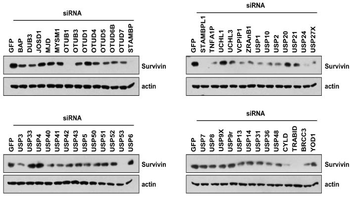 Survivin 조절 가능한 DUB 조사