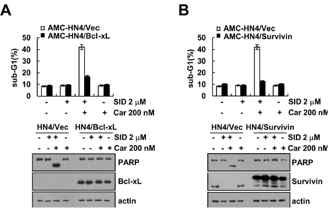 Bcl-xL, Survivin과발현에 따른 카텝신 L 활성억제제와 항암제 병합처리에 따른 세포사멸 변화 확인
