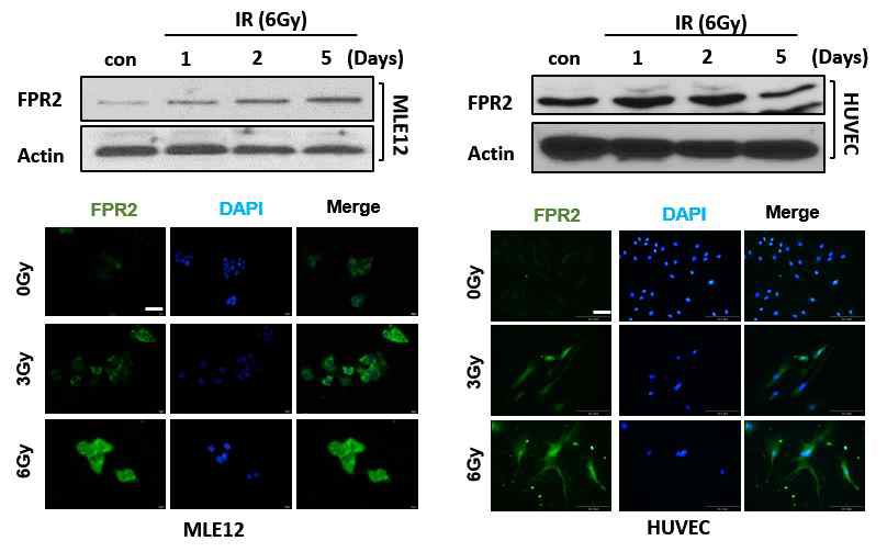 방사선 조사 후 MLE12, Huvec cel에서의 FPR2 receptor 단백질 발현 확인