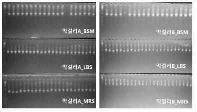 막걸리 유래 유산균의 DNA 추출 후, 16S rRNA gene target PCR product 전기영동 결과