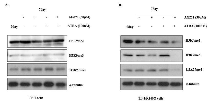 IDH-associated changes in histone methylation markers decrease after AG-221 and ATRA combination treatment. TF-1 and TF-1/R140Q cells were treated with 30 uM AG-221 and 100 nM ATRA, alone or in combination for 7 days. TF-1 and TF-1/R140Q cells were assessed for expression levels of histone methylation by Western blot with specific antibodies. α-tubulin was used as a protein-loading control. Similar results were obtained in three independent experiments