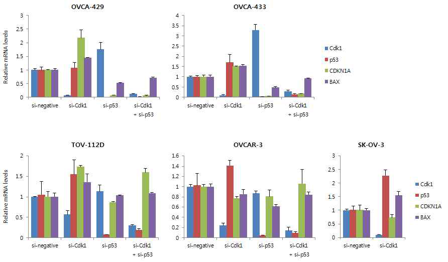 Realtime PCR 결과. 각 난소암 세포주에 si-Cdk1과 si-p53을 처리한 후 72시간 후 Cdk1, p53, CDKN1A, BAX의 발현을 확인한 결과