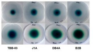 ABTS 함유 배지에서의 복합 산화효소 활성 시험 및 선별된 네 균주의 청색환