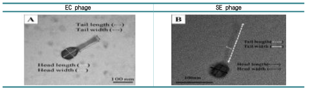 EC, SE phage의 SEM image