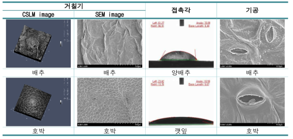 과채류의 거칠기, 소수성, 기공수 분석을 위한 이미지