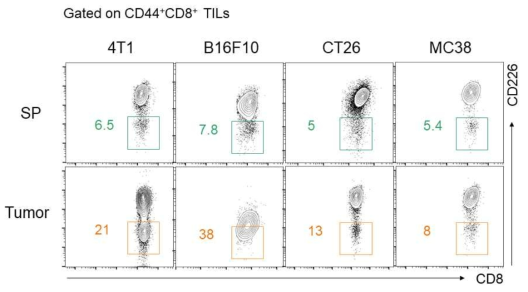 암 이식 마우스에서 분리한 T 세포 분석. CD44+CD8+ T 세포에서 CD226 발현을 FACS를 이용하여 평가함. 면역원성이 낮은 4T1, B16F10 암 종에서 CD226 발현이 감소한 CD44+CD8+ T 세포의 비율이 크게 증가함을 확인함