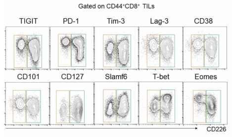 4T1 암에서 분리한 T 세포의 면역 표현형 분석. CD226 발현과 해당 면역체크포인트 수용체 및 전사인자 사이의 발현 상관관계 평가