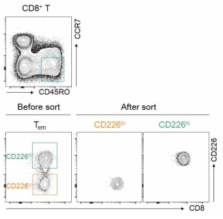 사람 PBMC의 memory T 세포 내의 CD226 발현을 기준으로 CD226lo CD8 T 세포와 CD226hi CD8 T 세포를 FACS sorting으로 분리함