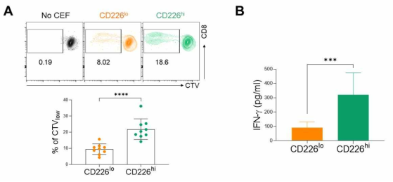 CD226hi CD8 T 세포와 CD226lo CD8 T 세포의 memory recall 반응을 통해 활성 평가. CD226hi CD8 T세포와 CD226lo CD8 T 세포의 CEF 항원에 대한 반응성을 세포 증식 (A), IFN-g 발현 (B)으로 평가함