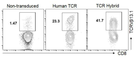 사람 CD8 T 세포에 마우스 constant 영역을 갖고 있는 TCR hybrid의 발현 정도를 사람 TCR 발현과 비교함. 마우스 constant region으로 치환, disulfide bond 추가, hydrophobic 아미노산 추가를 통해 TCR의 CD8 T 세포에서의 발현 효율을 확인함. 사람 PBMC에서 CD8 T 세포를 분리한 후 anti-CD3/anti-CD28 항체로 T 세포를 활성화시킴. 새롭게 제조한 NY-ESO-1 TCR hybrid를 발현하는 렌티바이러스를 spin-inoculation 방식으로 CD8 T 세포에 감염시킴. 48 시간 후 TCR의 variable 영역을 인지할 수 있는 anti-TCRVb13.1 항체를 이용하여 FACS 분석하여, NY-ESO-1 TCR hybrid의 CD8 T 세포에서 발현 확인
