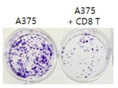 A375 세포와 NY-ESO-1 TCR hybrid를 발현하는 CD8 T 세포와의 공동배양 24시간 후 A375 세포사멸을 crystal violet 염색을 통해 측정하여 NY-ESO-1 TCR 발현 CD8 T 세포의 세포살상효능을 분석함