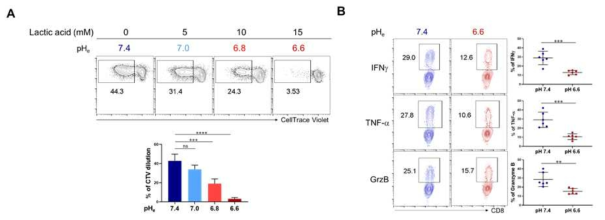 사람 PBMC에서 분리한 CD8+ T 세포를 anti-CD3/anti-CD28 항체로 자극한 후 다양한 pH 조건에서 5일간 배양한 후 T 세포의 증식을 CellTrace violet dye로 확인하고 (A), 사이토카인 발현은 해당 사이토카인 항체로 (anti-IFNg, anti-TNFa, anti-GrzB) 염색 후 FACS로 확인함 (B)
