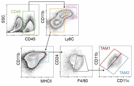 MC38 이식 마우스 종양 미세환경 내의 myeloid 세포 FACS 분석 예시