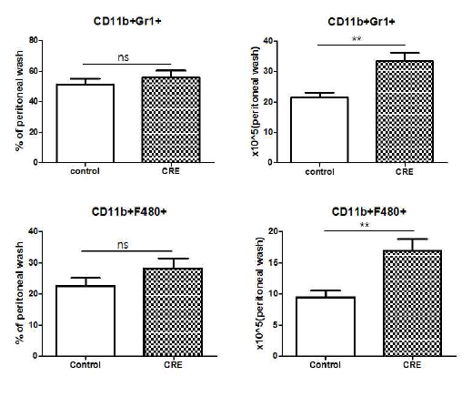 Clematis mandshurica Ruprecht root extract (CRE)은 CLP 마우스 복막으로의 호중구 및 대식세포의 침윤을 증가시킴