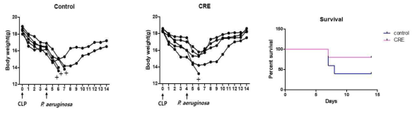 CLP후 폐렴 (2차 감염)에 대한 CRE 효과