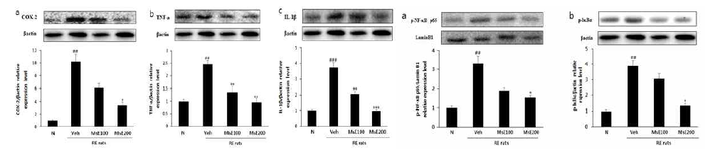 Effects of MsE on the expression levels of COX-2 (a), TNF-α (b), and IL-1β (c) in esophagus were measured by western blot. ###p<0.001, ##p<0.01 vs. Normal rats; **p<0.01, vs. RE controlled rats. Data are expressed as mean± standard deviation. Fig. 19. Effects of MsE on the phosphorylation of NF-κB (a) and IκBα (b) in esophagus measured by western blot. ##p<0.01 vs. Normal rats; *p<0.05, vs. RE controlled rats. Data are expressed as mean ± standard deviation