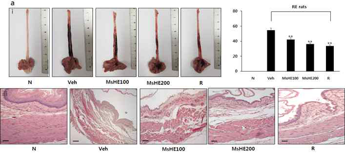 Effects of MsHE on esophageal reflux induced esophageal mucosal damage in rats. Gross (a-i), microscopic (scale bar 200 μm) (a-ii), and the ratio of esophageal mucosal damage (b) was calculated by Image J program. N - Normal rats; Veh - RE controlled rats; MsHE 100 - RE controlled rats treated with MsHE 100 mg/kg; MsHE 200 - RE controlled rats treated with MsHE 200 mg/kg; and R - RE controlled rats treated with ranitidine 30 mg/kg. **p<0.01, vs. RE controlled rats. Data are expressed as mean ± standard deviation