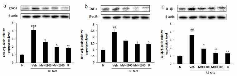 Effects of MsHE on the expression levels of COX-2 (a), TNF- α (b), and IL-1β (c) in esophageal tissue were measured by western blot. ###p<0.001, ##p<0.01 vs. Normal rats; **p<0.01, *p<0.05 vs. RE controlled rats. Data are expressed as mean ± standard deviation