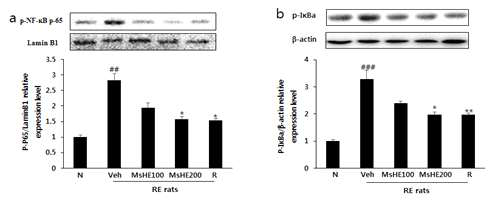 Effects of MsHE on the phosphorylation of NF-κB (a), IκBα (b) in esophageal tissue were measured by western blot. ###p<0.001, ##p<0.01 vs. Normal rats; **p<0.01, *p<0.05 vs. RE controlled rats. Data are expressed as mean ± standard deviation