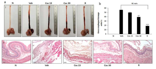Effects of Cos on esophageal reflux induced esophageal mucosal damage in rats. Gross (a-i), microscopic (scale bar 200 ìm) (a-ii), and the ratio of esophageal mucosal damage (b) was calculated by Image J program. N-normal group, Veh-RE control group, Cos15-RE control group treated with Costunolide 15 mg/kg, Cos-30-RE control group treated with Costunolide 30 mg/kg and R-RE control group treated with Ranitidine 30 mg/kg. ***P<0.001,**P<0.01 vs. RE controlled rats. Data are expressed as mean ± standard deviation
