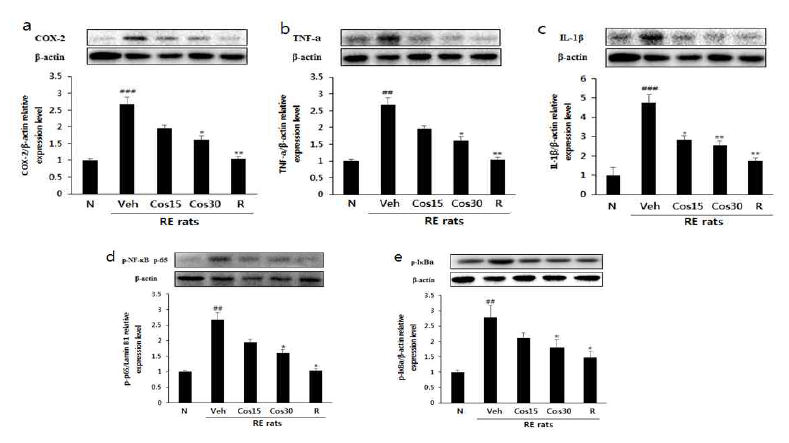 Effects of Cos on the expression levels of COX-2 (a), TNF-α (b), IL-1β (c) and the phosphorylation levels of NF-κB (d) and IκB α (e) in esophageal tissue were measured by western blot. ###P<0.001, ##P<0.01, #P<0.05 vs. normal rats; ***P<0.001,**P<0.01 vs. RE controlled rats. Data are expressed as mean ± standard deviation