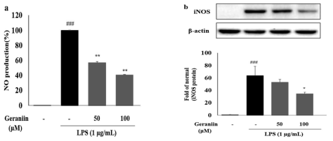 Inhibition of NO production (a) and expression of iNOS protein (b) in LPS-induced Raw 264.7 cells. Cells pre-treated with geraniin 50 and 100 μM for 24 h. Data are mean ± standard deviation (SD); ###p < 0.001 compared with normal control cells; **p < 0.01, and *p < 0.05 compared with LPS control cells