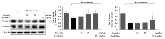 Effects of geraniin on TJP (claudin-4 and claudin-5) in esophageal damage by RE rats. Rats were pre-treated with 15 and 30 mg/kg body weight geraniin, and 30 mg/kg ranitidine excluding normal and RE control for 90 min before surgery. Data are mean ± standard deviation (SD). Significance: #p < 0.05 and *p < 0.05 compared with normal control and RE control groups, respectively