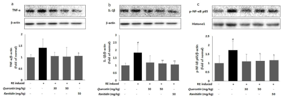 Inhibitory effects of Quercetin on inflammatory cytokine expression levels of TNF-α (a), IL-1β (b) and the phosphorylation level of NF-κB (c) in esophageal mucosa. Data are expressed as mean ± standard deviation. #P<0.05 vs. normal rats; **p<0.01,*p<0.05 vs. RE controlled rats