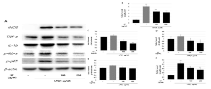 In vitro anti-inflammatory activities of Sanguisorba tenuifolia in NF-kB signaling. Western blot analysis of the inflammatory protein levels of iNOS(B), TNF-a(C), IL-1b(D), p-iKb-a(E) and p-p65(F) on RAW 264.7 cells treated with LPS. ##p<0.01 compared with normal, ***p<0.001 and **p<0.01 compared with LPS controls