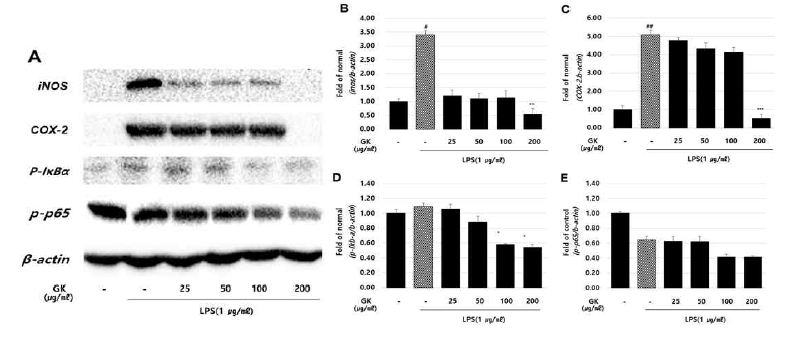 In vitro anti-inflammatory activities of Geranium koreanum in NF-kB signaling. Western blot analysis of the inflammatory protein levels of iNOS(B), COX-2(C), p-iKb-a(D) and p-p65(E) on RAW 264.7 cells treated with LPS. #p<0.05 and ##p<0.01 compared with normal, ***p<0.001 and **p<0.01 compared with LPS controls
