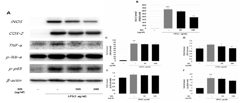 In vitro anti-inflammatory activities of magnolia sieboldii in NF-kB signaling. Western blot analysis of the inflammatory protein levels of iNOS(B), COX-2(C), TNF-a(D), p-iKb-a(E) and p-p65(F) on RAW 264.7 cells treated with LPS. #p<0.05 and ###p<0.001 compared with normal, ***p<0.001 and *p<0.05 compared with LPS controls