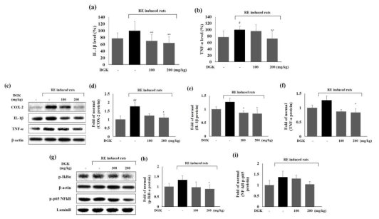 Inhibitory effects of DGK on inflammatory proteins and cytokines expression in esophagus. The expression levels of IL-1β (a) and TNF-α (b) in esophagus tissue were measured by ELISA. Expression of pro-inflammatory protein TNF-α, IL-1β, COX-2, p-IkB-α, and p-p65 in esophagus tissue were measured by western blotting (c-i). Data are means ± standard deviation (SD). significance: ##p < 0.01 and #p < 0.05 compared with normal control group; **p < 0.01 and *p < 0.05 compared with RE control group
