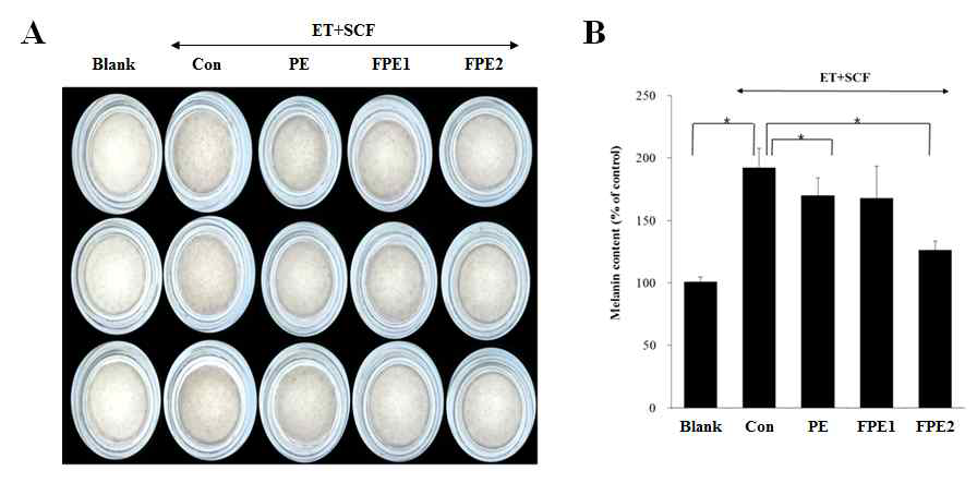 3D 인공피부 모델을 통한 감발효추출물(FPE)의 melanin 침착 저해 효과