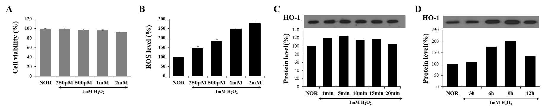 자외선 자극에 의한 B16F10 세포 내 ROS 생성 및 항산화효소 발현. A: 세포에 대한 H2O2의 세포독성, B: H2O2 농도에 따른 ROS 생성 변화, C,D: H2O2 처리 시간에 따른 HO-1 발현 변화