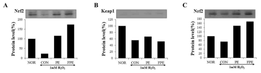 자외선 자극에 의한 B16F10 세포의 Nrf2 이동에 대한 FPE의 효과. A: 세포 내 Nrf2 발현 변화, B: 세포 내 Keap1 발현 변화, C: 세포 핵 내 Nrf2 발현 변화. PE: persimmon extract, FPE: fermented persimmon extract