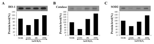자외선 자극에 의한 B16F10 세포의 항산화효소 발현에 대한 FPE의 효과. A: 세포 내 HO-1 발현 변화, B: 세포 내 Catalase 발현 변화, C: 세포 내 SOD2 발현 변화. PE: persimmon extract, FPE: fermented persimmon extract