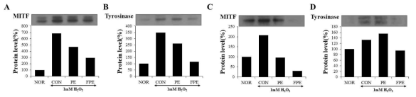 자외선 자극에 의한 B16F10 세포의 melanogenesis 대한 FPE의 효과. A: 세포 내 MITF 발현 변화, B: 세포 내 Tyrosinase 발현 변화, C: 세포 핵 내 MITF 발현 변화, D: 세포 핵 내 Tyrosinase 발현 변화. PE: persimmon extract, FPE: fermented persimmon extract