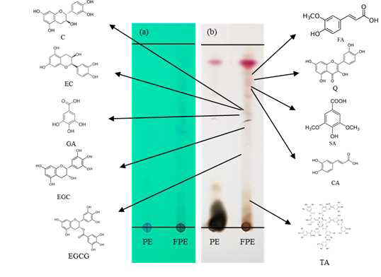 감발효추출물(FPE)의 TLC 분석. (a)UV-254nm and (b)10% H2SO4. C : Catechin, EC : Epicatechin, EGC : Epigallocatechin, EGCG : Epigallocatechin gallate, Q : Quercetin, CA : Caffeic acid, FA : Ferulic acid, SA : Syringic acid, GA : Gallic acid, TA : Tannic aicd, PE: Persimmon extract, FPE: Fermented persimmon extract