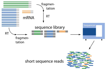 RNA sequencing 과정