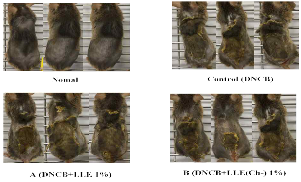 Clinical skin features of the dorsum(back) in NC/Nga mice