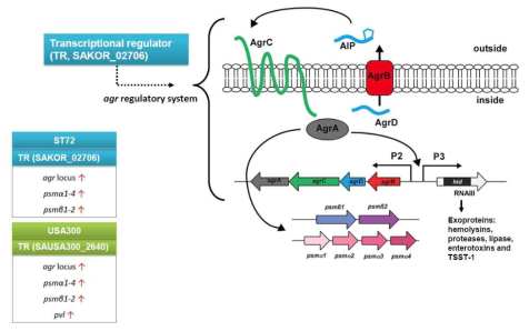 CA-MRSA인 ST72-MRSA와 USA300에서의 TR 유전자의 병독성 역할 모식도