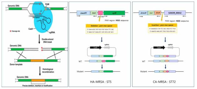 CRISPR/Cas9 system을 활용한 psm-mec 결실 및 삽입 변이주 구축 모식도